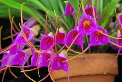 Masdevallia glandulosa