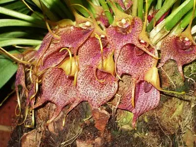 Masdevallia angulata