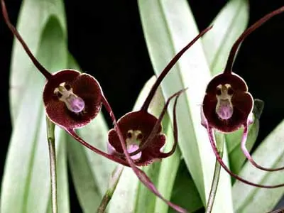 Dracula benedicti