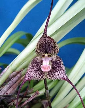 Dracula fuligifera