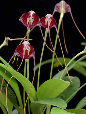 Masdevallia hieroglyphica