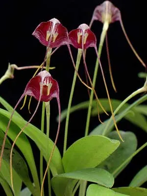 Masdevallia hieroglyphica