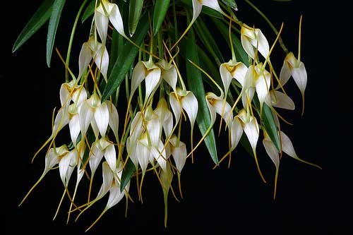 Masdevallia leucantha
