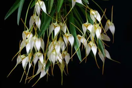 Masdevallia leucantha