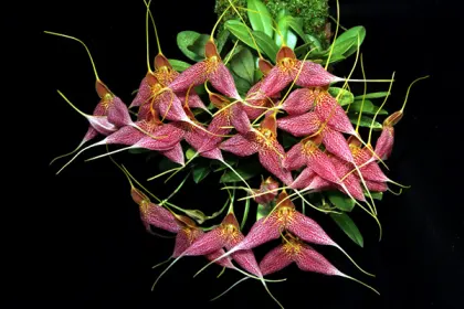 Masdevallia decumana