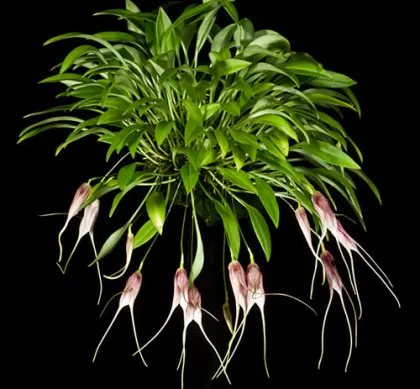 Masdevallia carmenensis