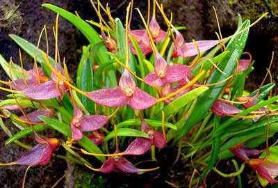 Masdevallia roseola