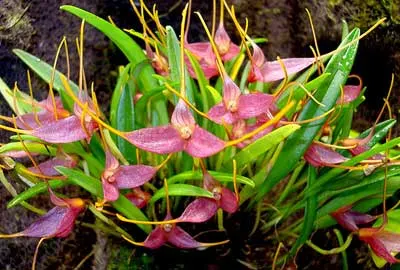 Masdevallia roseola
