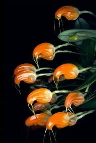 Masdevallia limax