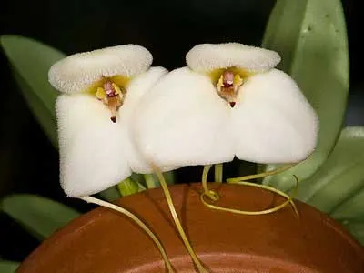 Masdevallia andreettaeana