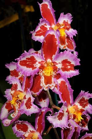Odontioda Nichirei Sunrise x Odontoglossum crispum