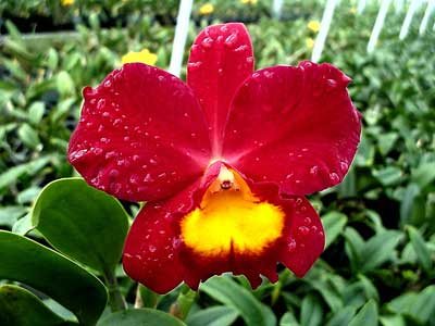 Sophrolaeliocattleya Wendy's Valentine 'June'