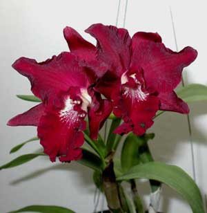 Sophrocattleya Ann Komine 'Breathless'