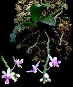 Kingidium decumbens