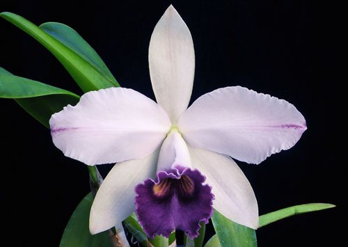 Laeliocattleya Gaskell - Pumila 'Azure Star'