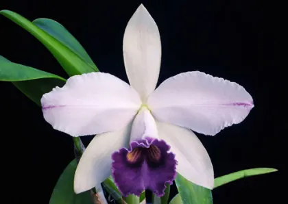 Laeliocattleya Gaskell - Pumila 'Azure Star'