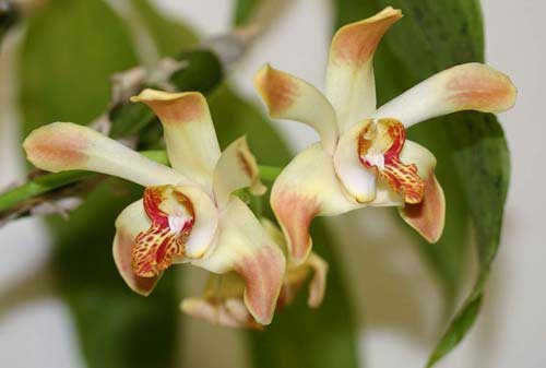 Chysis laevis