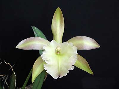 Rhyncholaelia Aristocrat (Rhyncholaelia glauca x Rhyncholaelia digbyana)