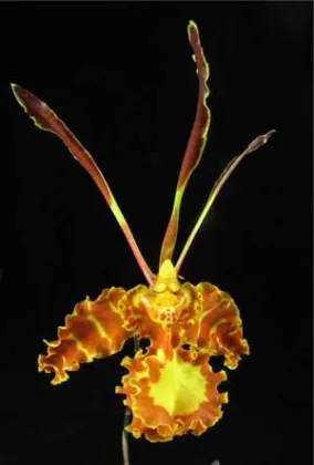 Psychopsis Kalihii 'Big'