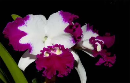 Laeliocattleya White Spark 'Panda' (Shellie Compton x Moscombe)