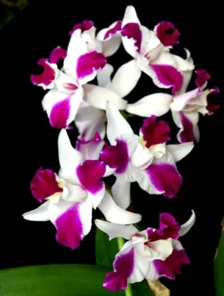 Laeliocattleya Purple Cascade 'Fragrance Beauty' (Interglossa x Tokyo Magic)