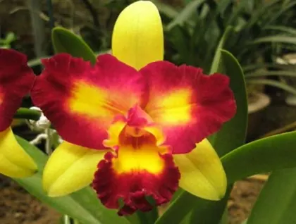 Potinara Shin Shang Diamond 'Taiyoung #1' (Pot. Kat E-sun x Blc. Tzeng-wen Beauty)