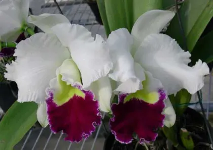 Laeliocattleya Orglade's Grand 'Yu Chang Beauty' (Mildred Rives x Persepolis)