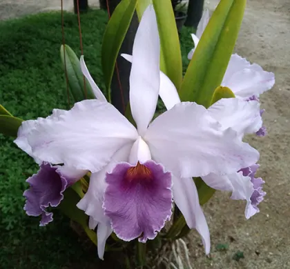Цветение орхидеи Laeliocattleya Canhamiana coerulea 'Azure Skies'