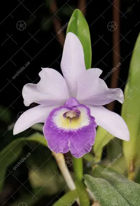 Laeliocattleya Blue Angel 'Executive' (Ctt. Blue Boy x C. Mini Purple)