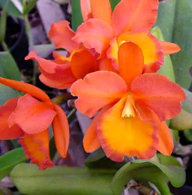 Brassolaeliocattleya Orange Show 'Cloud Forest' (Ctt. Spring Show x Rth. Orange Nuggett)