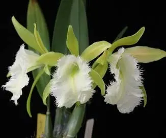 Brassoepidendrum Jim Wallace 'Leo' (Psh. mariae x B. digbyana)