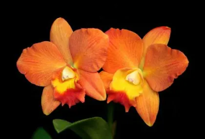 Potinara Samantha Duncan 'Orange Tart' (Slc. Little Precious x Pot. Hawaiian Prominence)