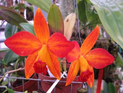 Potinara Love Tapestry 'Popular Song' (Sl. Psyche x Blc. Love Sound)