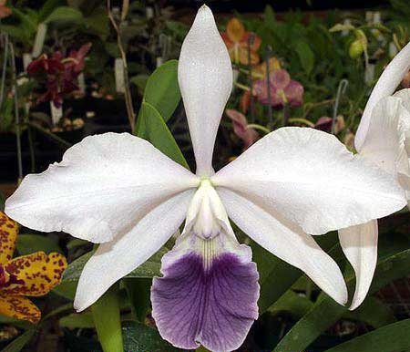 Laeliocattleya Tahoe Rose fma. coerulea 'G.C.' ( walkeriana x purpurata)