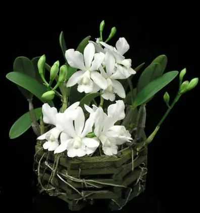 Cattlianthe White Bridal 'Yuki' (Cattleya Angelwalker x Cattlianthe Candy Tuft)