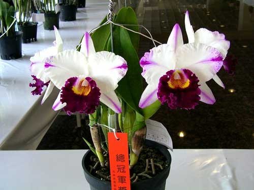 Brassolaeliocattleya Kuwale Gem 'Shin Shin' (Bc. Segundina Vizcarra x Lc. Shellia Compton)