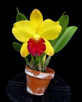 Potinara Little Toshie 'Yellow Rose' (#37) ( Cattleya Beaufort x Rhyncholaeliocattleya Toshie Aoki)