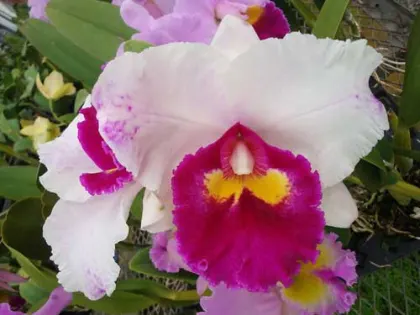 Potinara Chinderela Castle 'Evening Star' (C. Shellie Compton x Rlc. Elegant Dancer )