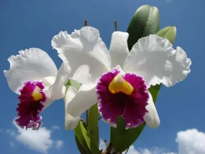 Laeliocattleya Shirayukihime 'M' (Tokyo Magic x Mildred Rives)