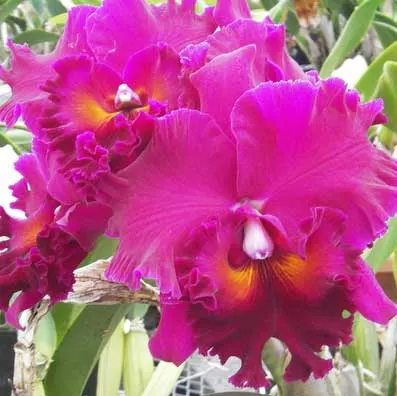 Potinara Mitsuo Akatsuka 'Volcano Queen' (Pot. Ikuko Akatsuka x Blc. Fred Stewart)