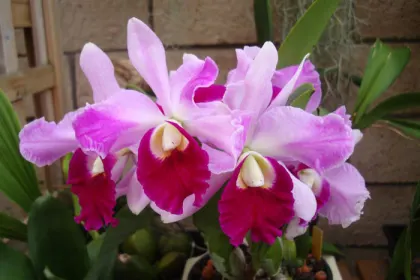 Laeliocattleya Supersonic 'Striking Lip' (Lc. Little Oliver x L.purpurata)