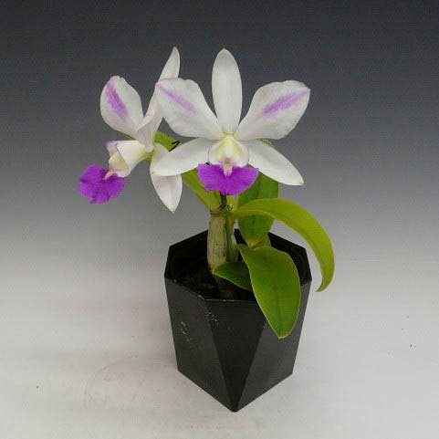Laeliocattleya Dakao 'Flamea Enami' (Lc. Flirtatious Okami x C. walkeriana)