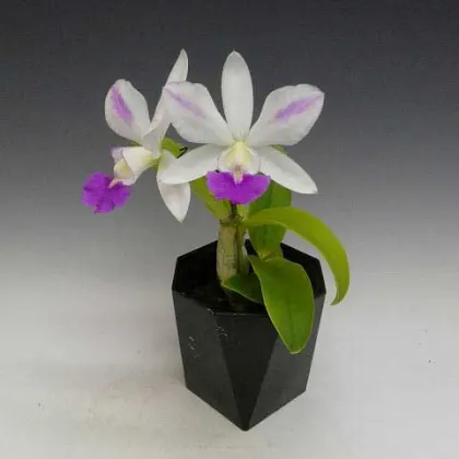Laeliocattleya Dakao 'Flamea Enami' (Lc. Flirtatious Okami x C. walkeriana)