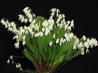 Pleurothallis pterophora