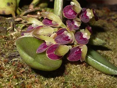 Pleurothallis recurva