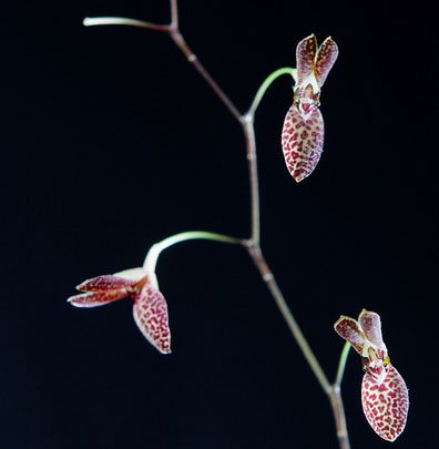 Pleurothallis arcuata