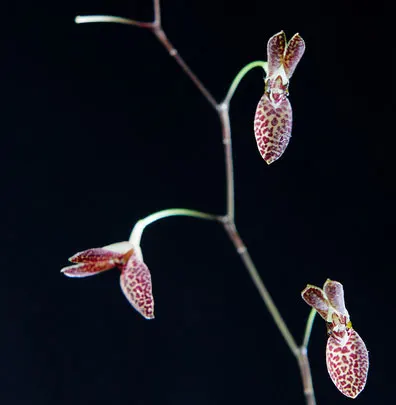 Pleurothallis arcuata