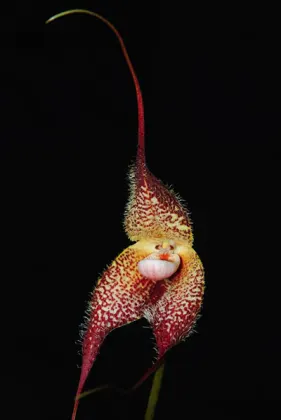 Dracula chimaera