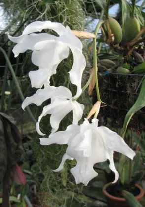 Coelogyne cristata var. hololeuca