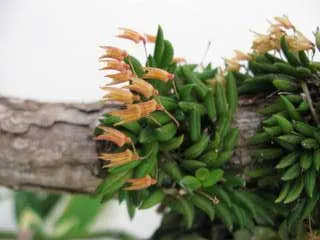 Pleurothallis aveniformis
